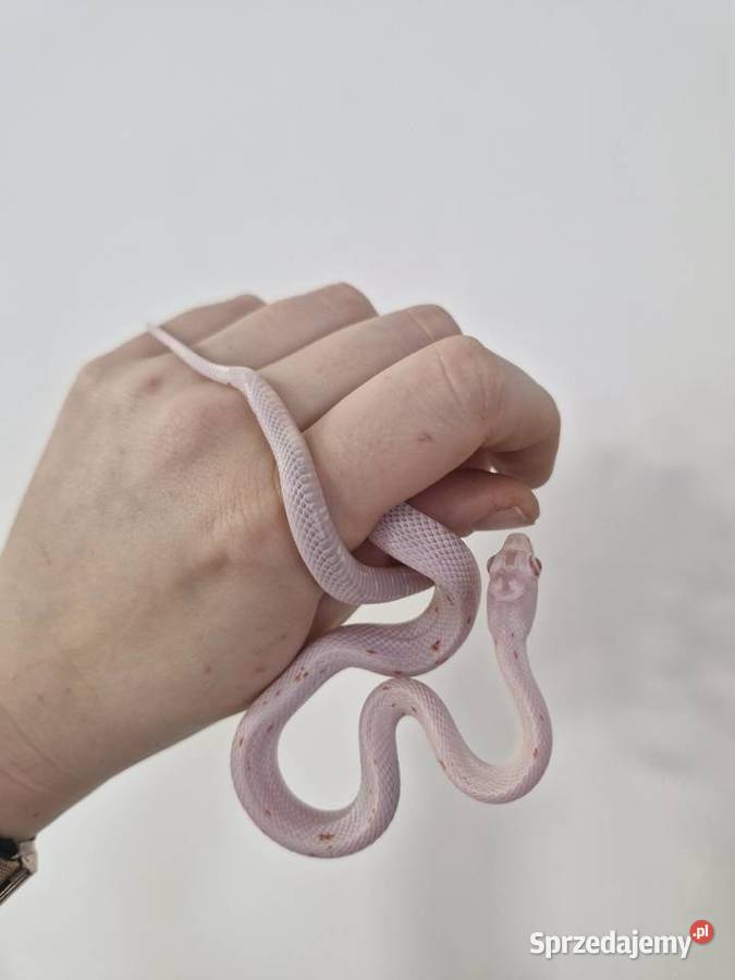 Węże zbożowe Palmetto I Scaleless Gady i płazy dolnośląskie Oława