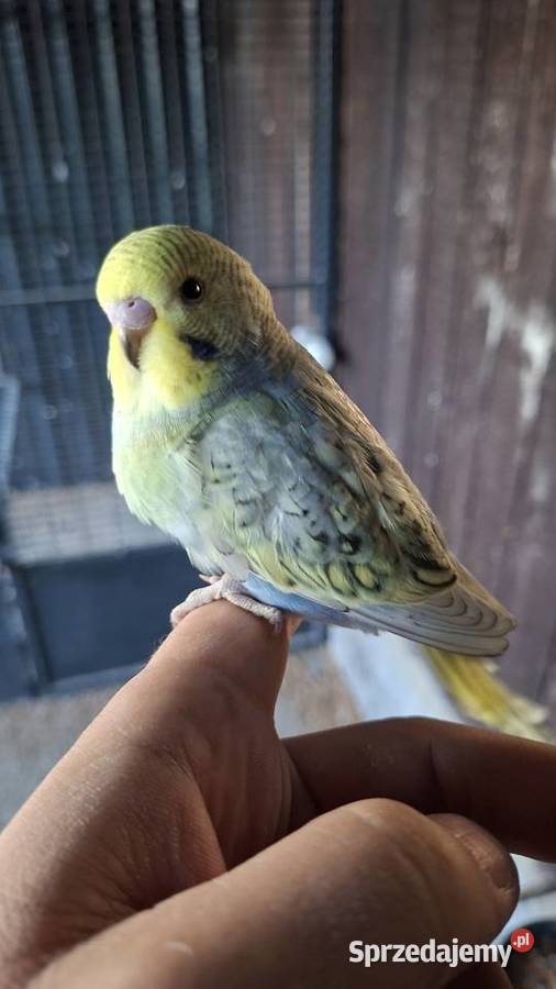 Papugi faliste tęczowe wpf