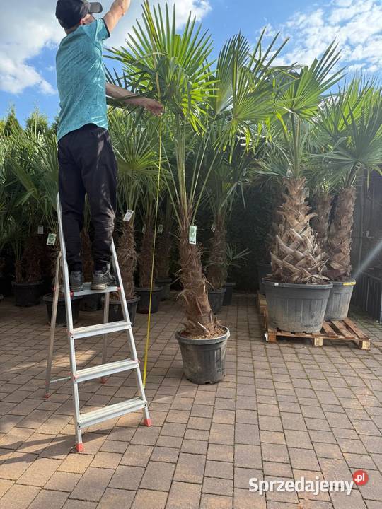 Palma Mrozoodporna Trachycarpus Fortunei Dudki
