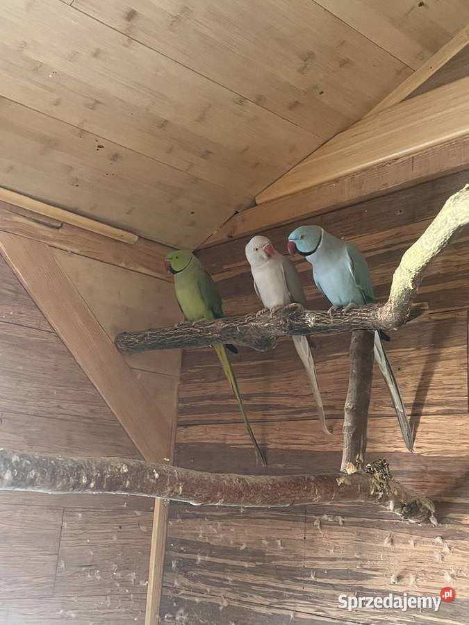 Papugi aleksandretty obrożne Limanowa sprzedam