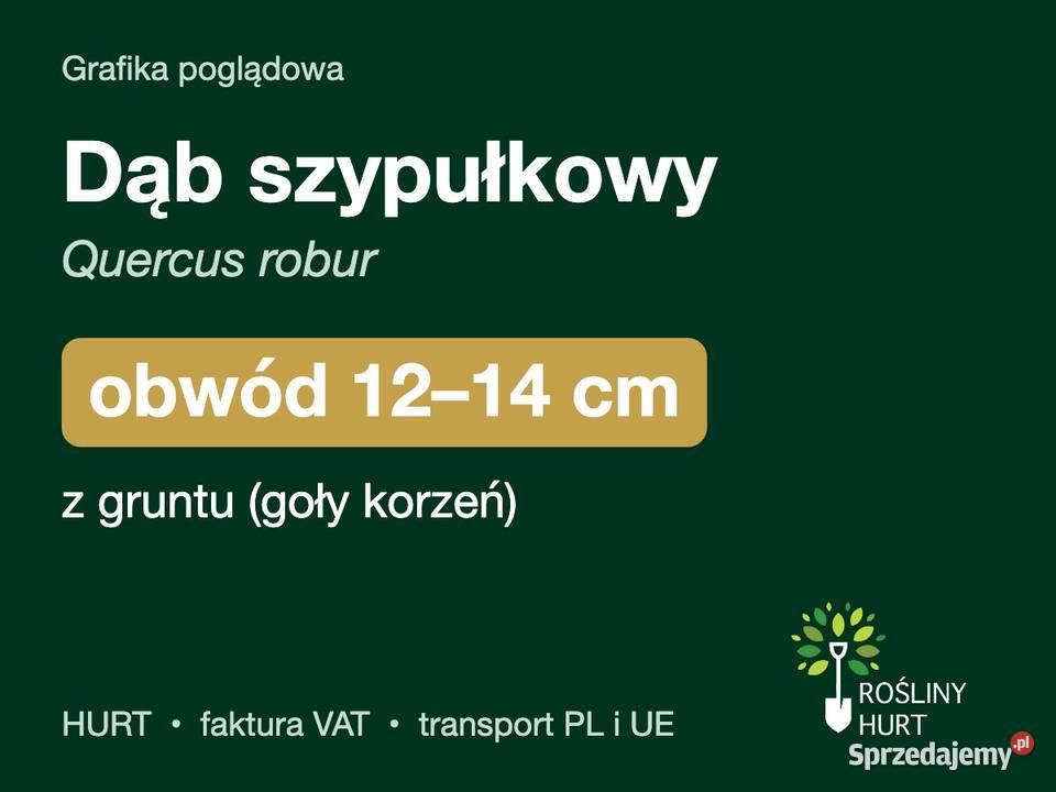 Dąb szypułkowy Quercus robur obwód 1214 z gruntu wielkopolskie