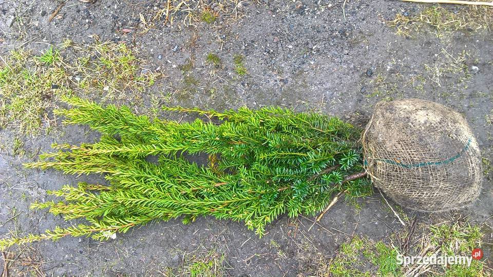 Gotowy zywopłot Cis HicksiiHillii mazowieckie Mszczonów
