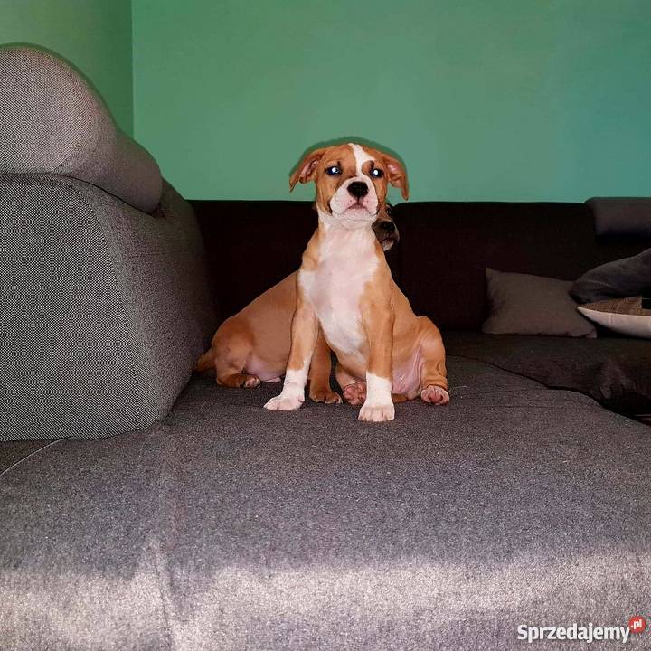 Szczeniaki amstaff Września