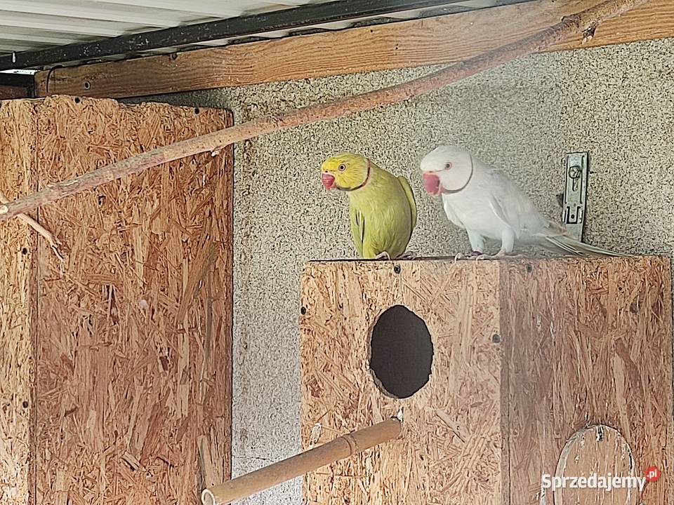 Sprzedam parę aleksandretty obrożnej Widawa