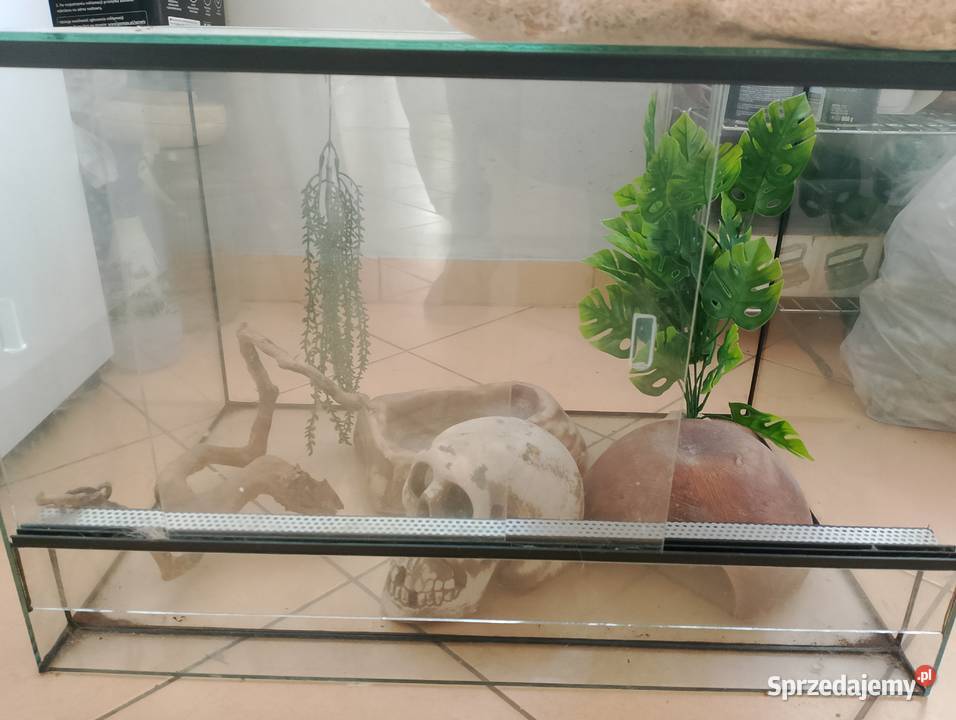 Terrarium węża Terrarystyka świętokrzyskie Końskie sprzedam