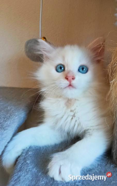 Śliczny Kocur Syberyjski Umi z Rodowodem PZFWCF mazowieckie Sochaczew