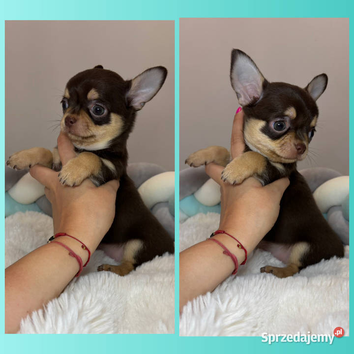 Chihuahua piesek krótkowłosy Choco Tan badania łódzkie