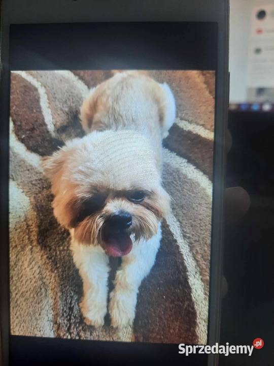 Shih tzu reproduktor Stanin sprzedam