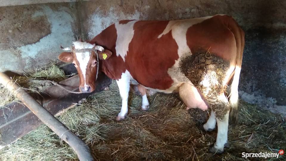 Sprzedam 2 krowy mleczne Produkcja zwierzęca Nadrybie-Wieś
