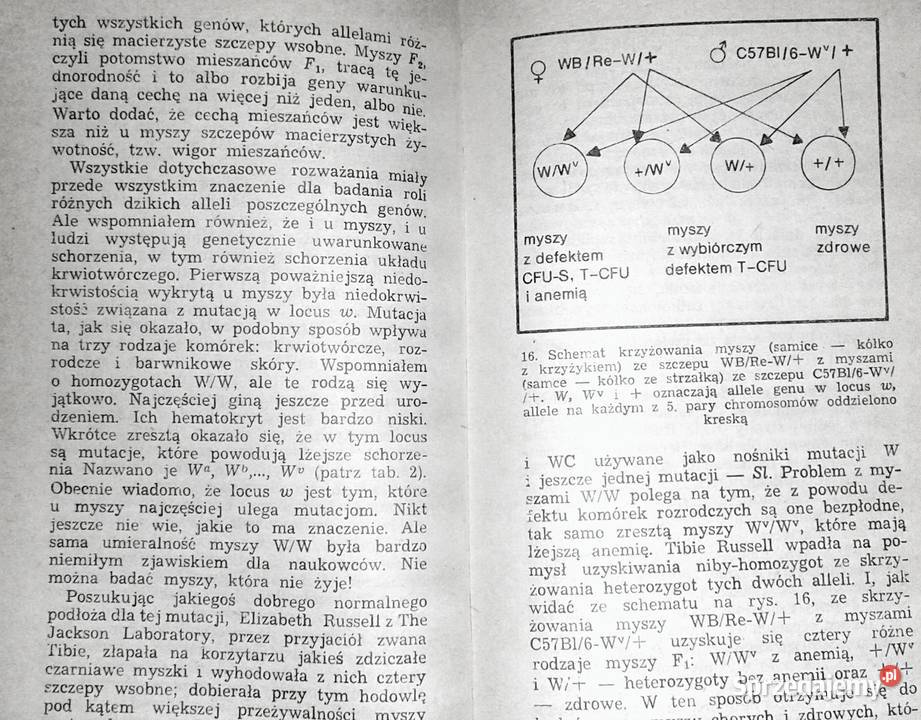 Zagadka tworzenia krwi Wiesław Wiktor Chełm