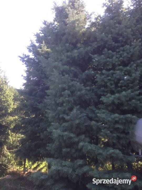 Jodły kalifornijskie 6m Płock