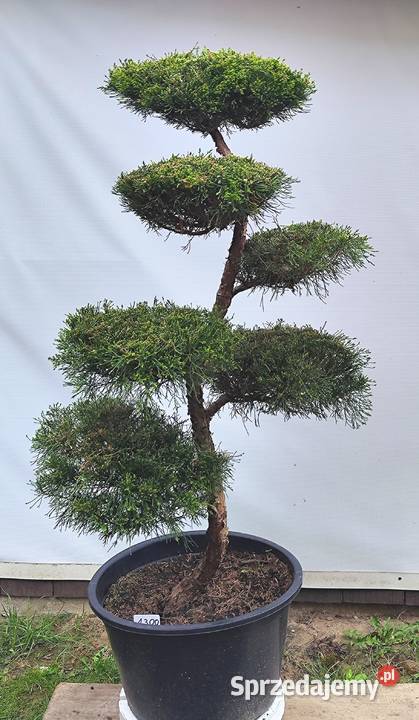 Bonsai Niwaki jałowiec pośredni Mint Julep podkarpackie Medynia Łańcucka