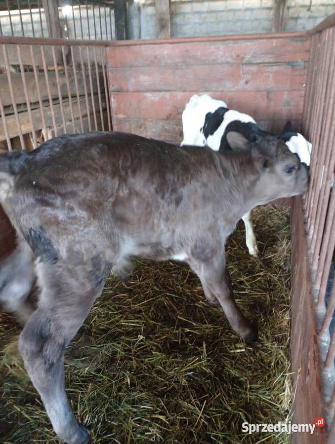 Byczki świętokrzyskie Mzurowa