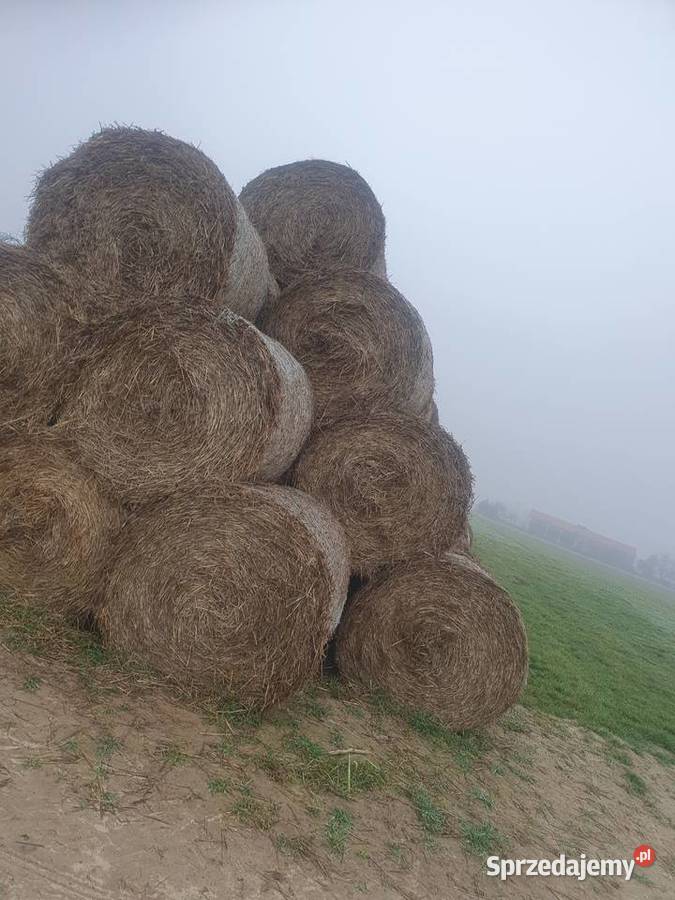 Słoma w kostkach w belach 130 Trawy, słoma Rozkopaczew