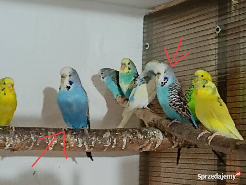 Papużki faliste samiczki Kościan sprzedam