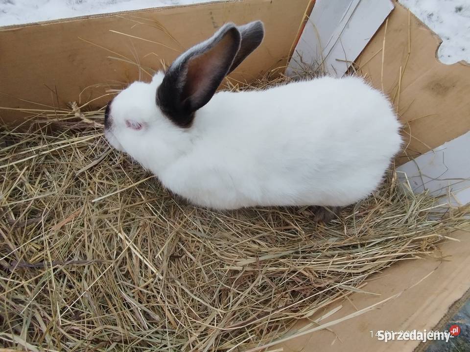 Samiec kalifornijski gotowy do krycia