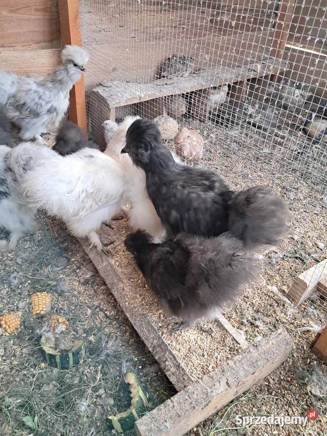 Sprzedam lubuskie Wędrzyn sprzedam