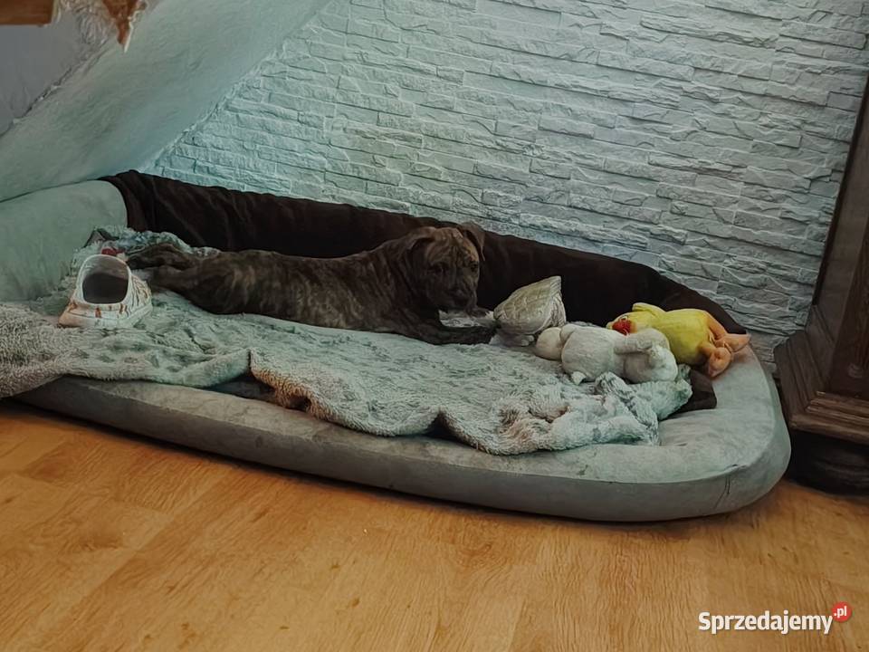 Piękny amstaff dolnośląskie Dzierżoniów