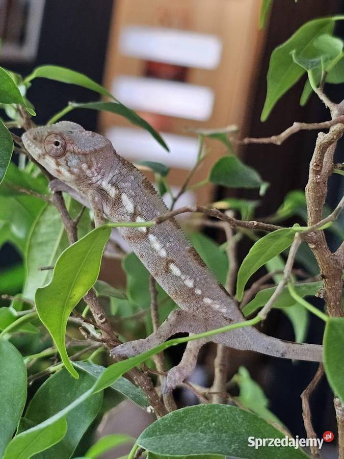 Kameleon lamparci samiczka Gady i płazy sprzedam