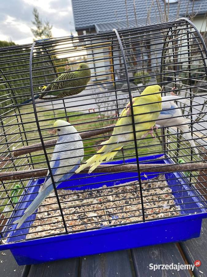 Sprzedam papugi faliste i zeberki lubelskie Krasnystaw