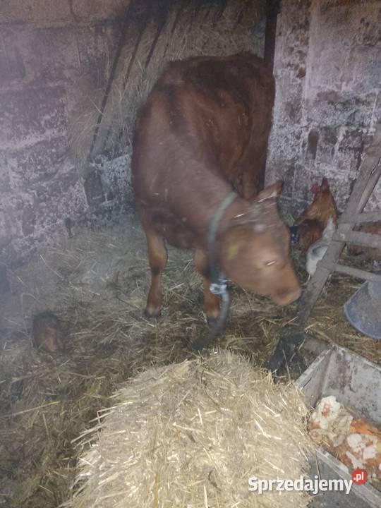 Sprzedam jałówkę do dalszego chowu małopolskie Miechów sprzedam