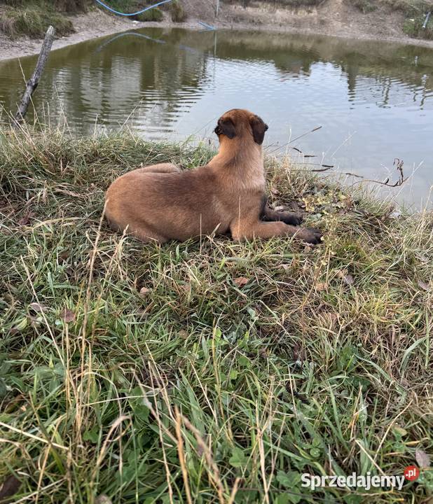 Owczarek Belgijski Zambrów