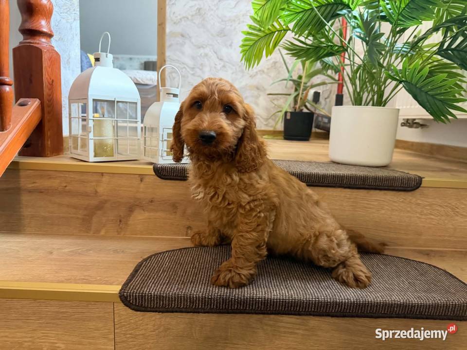 Cockapoo hybryda F1 sprzedam