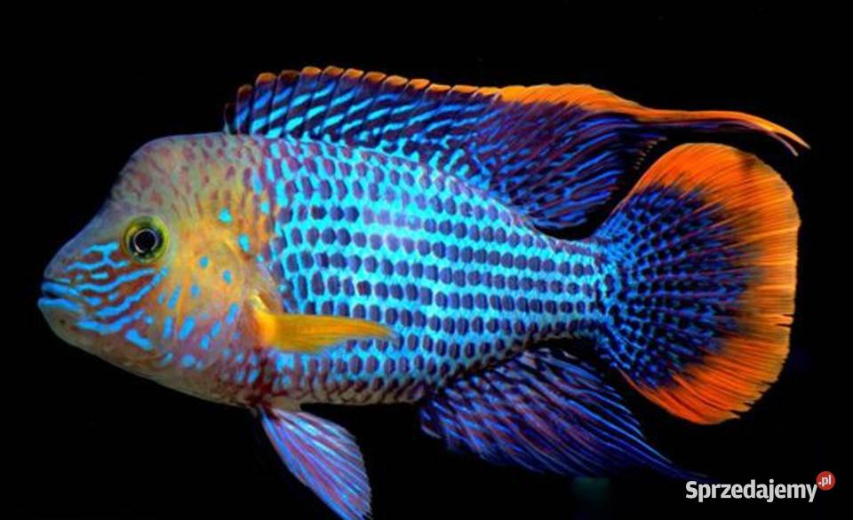 Akara pomarańczowopłetwa Andinoacara rivulatus Gdańsk