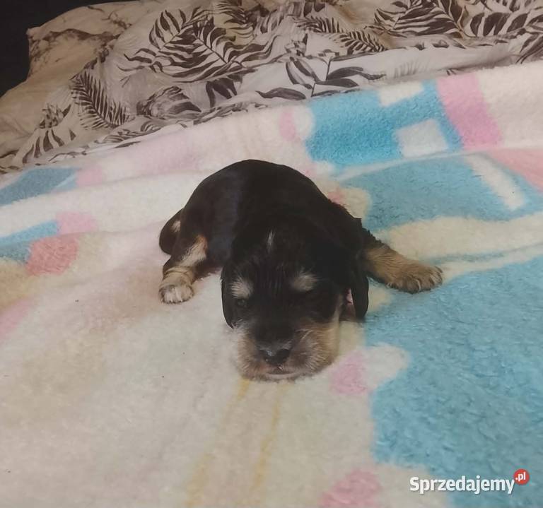 Cocker Spaniel Angielski Suczka wielkopolskie Jutrosin sprzedam