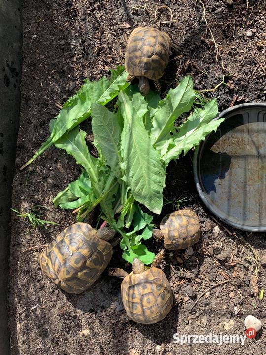 Żółw grecki żółwie greckie Warszawa mazowieckie
