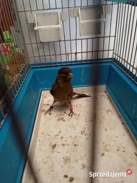 Kanarek czarny sprzedam Ptaki Siepraw