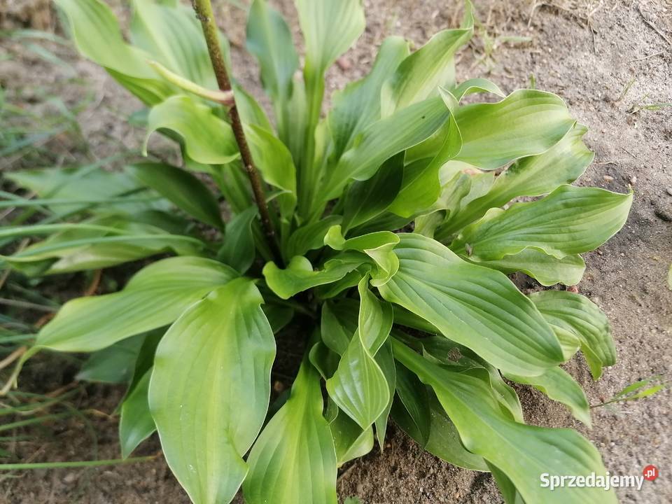 Funkiahosta jednobarwna roślina ogrodowa Łódź sprzedam