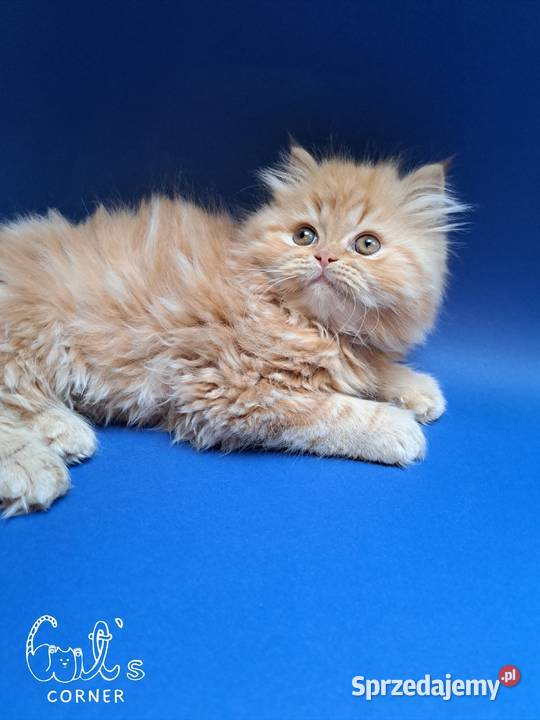 Śliczne kocięta perskie sprzedam