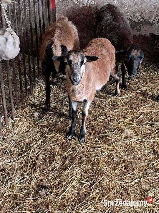 Owce kameruńskie na sprzedaż podkarpackie Smarżowa