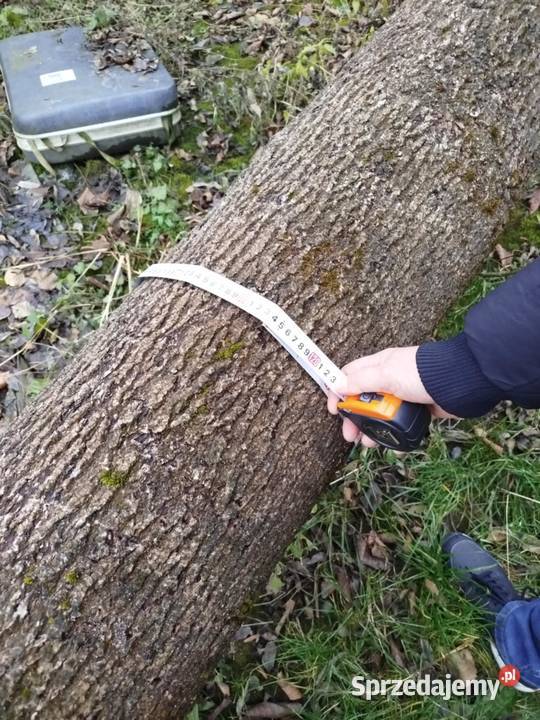 Sprzedam Drzewo Jesion Lubaczów