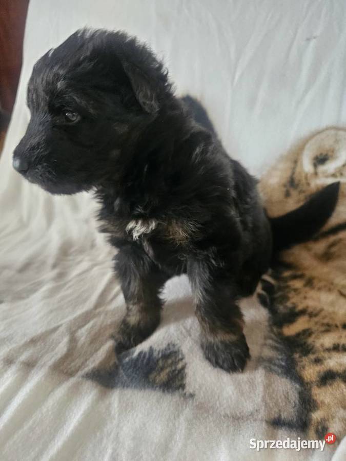 Szczeniaczki Rasy Owczarek Niemiecki długowłosy Niemodlin