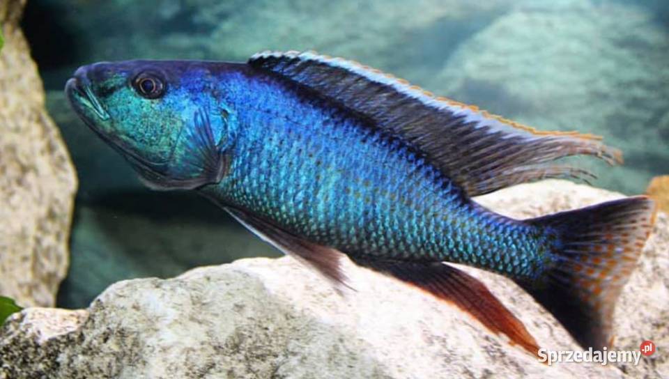 Champsochromis spilorhynchus WYSYŁKA NA TEREN Gdańsk