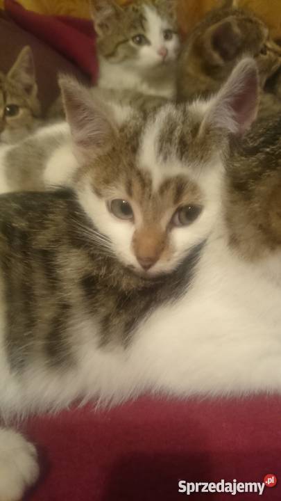 Oddam kociaki Koty podkarpackie Krosno
