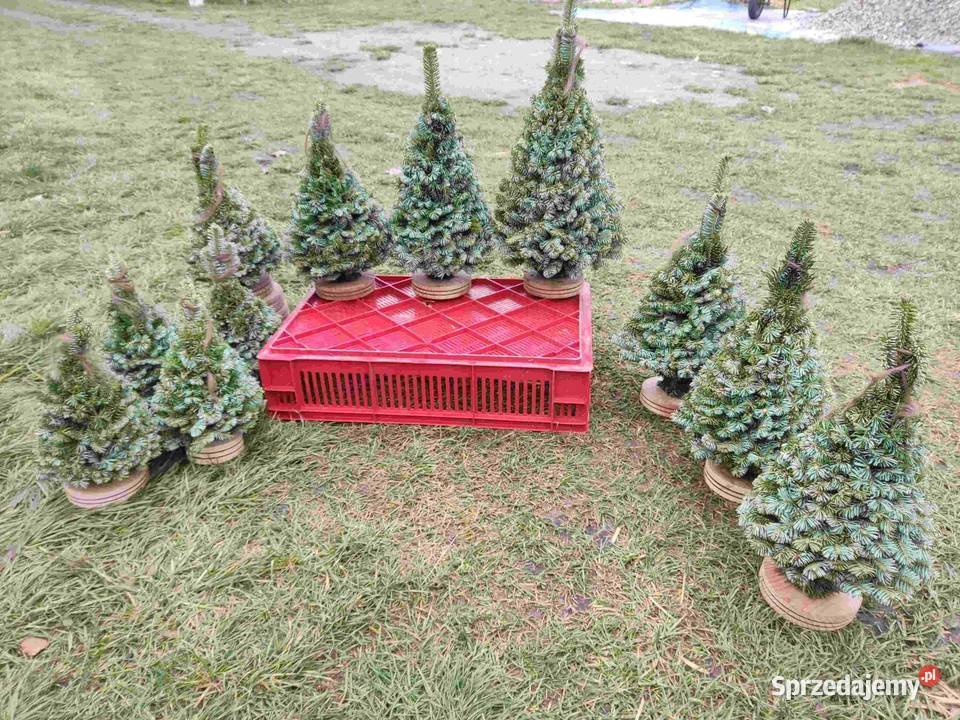 Choinka stroik wianki jemioła jodła jedlina Wianki Brody