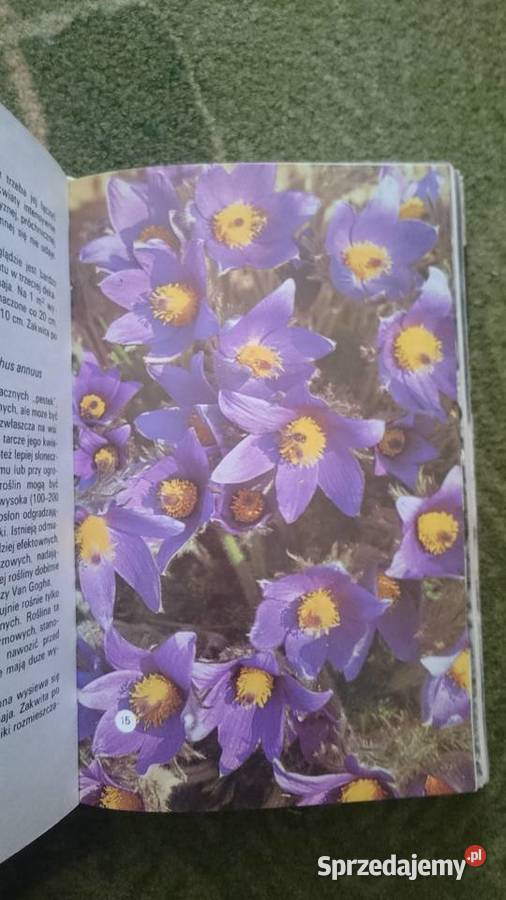 Książka poradnik Kwiaty w ogródku Izabela dom i ogród Wrocław sprzedam