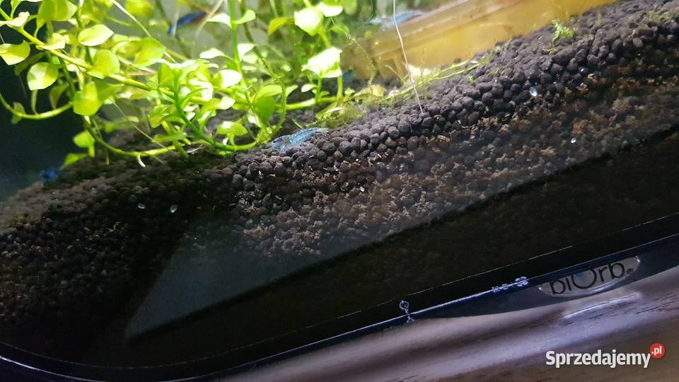 NanoAkwarium niemieckiej firmy biOrb 30 litrów Grzymałków