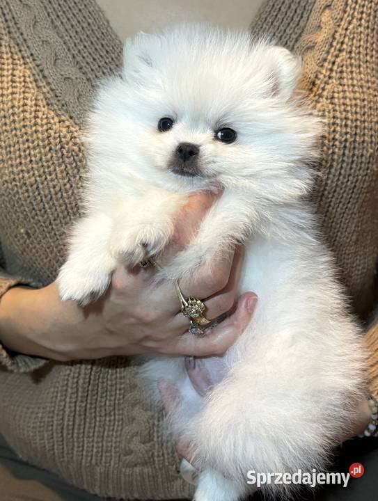 Szpic miniaturowy pomeranian Płońsk sprzedam