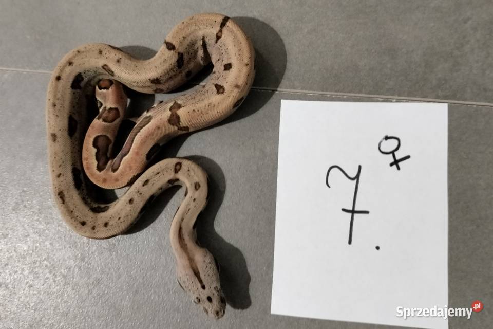 Boa cesarskie samice hypo cb26 Połomia