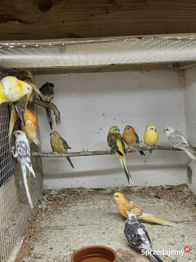 Świergotki i modrolotki Ptaki