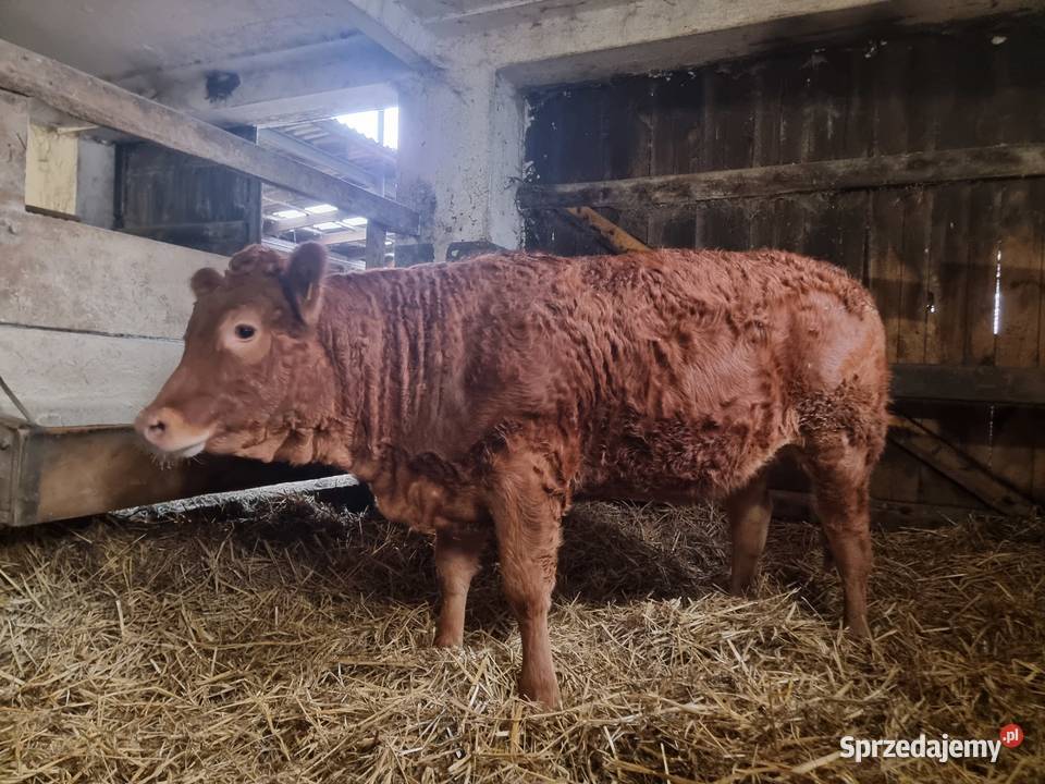 SPRZEDAM jałówkę rasy Limousine BEZROŻNA rogi lubelskie Ustrzesz