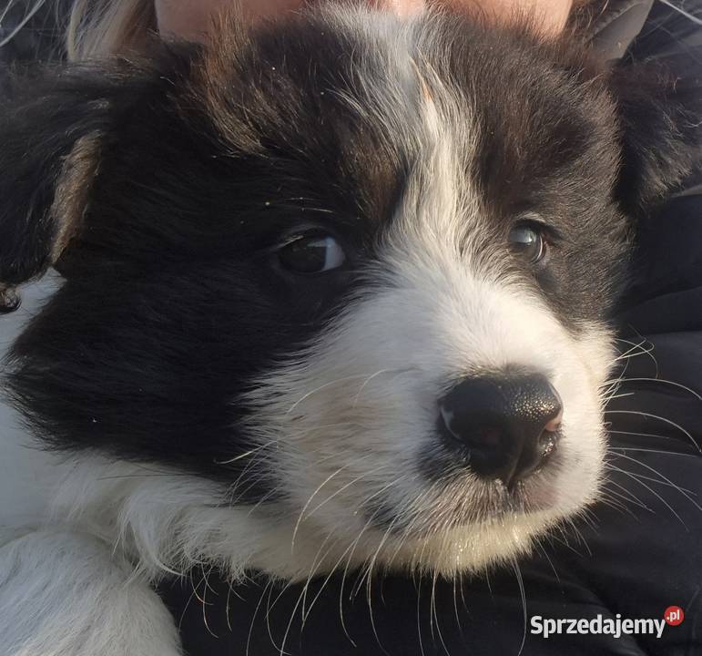 Border collie szczenieta GOTOWE DO ODBIORU wielkopolskie Łobżenica