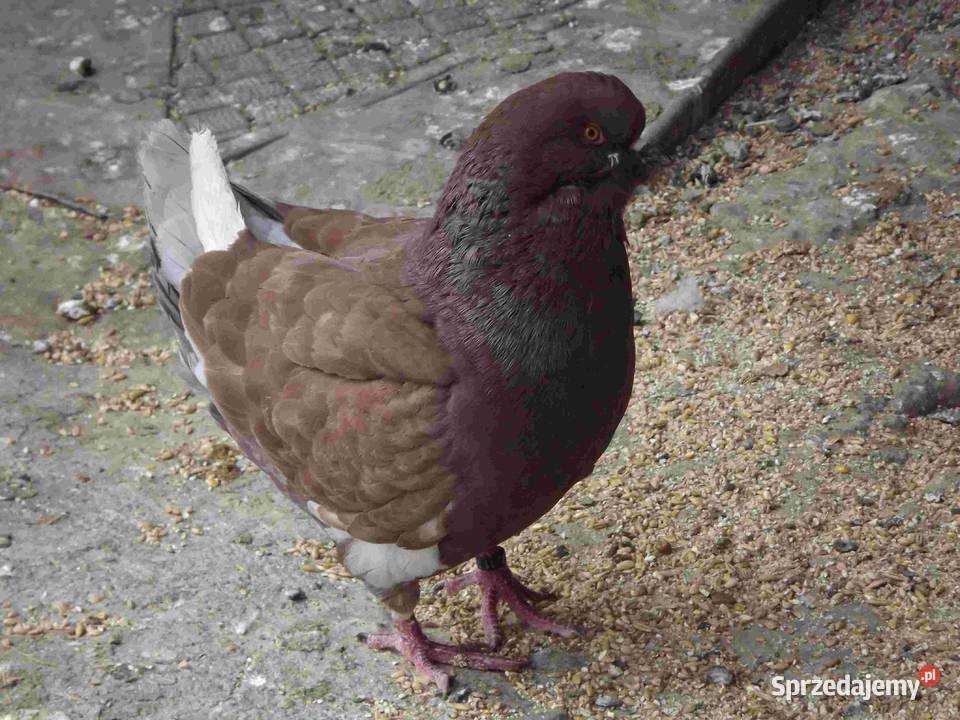 sprzedam gołebie podkarpackie Podborze