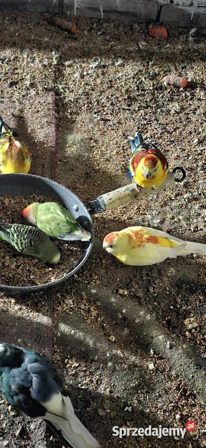 Swiergotki legowe lubuskie Szlichtyngowa sprzedam