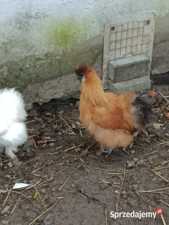 Sprzedam koguta silke Pleszew sprzedam