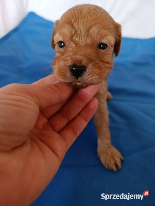 Cavapoo f1b szczenięta Krapkowice